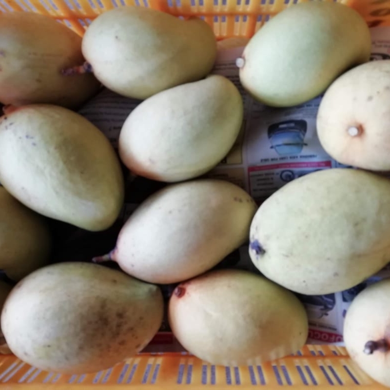 Fresh TJC Mango for Export market 